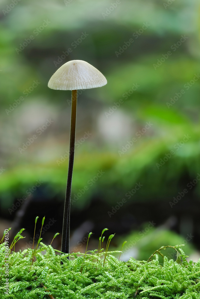 The Garlic Parachute (Mycetinis alliaceus) is an edible mushroom The Garlic Parachute (Mycetinis alliaceus) is an edible mushroom