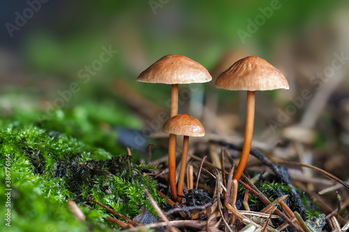The Garlic Fungus (Mycetinis scorodonius) is an edible mushroom