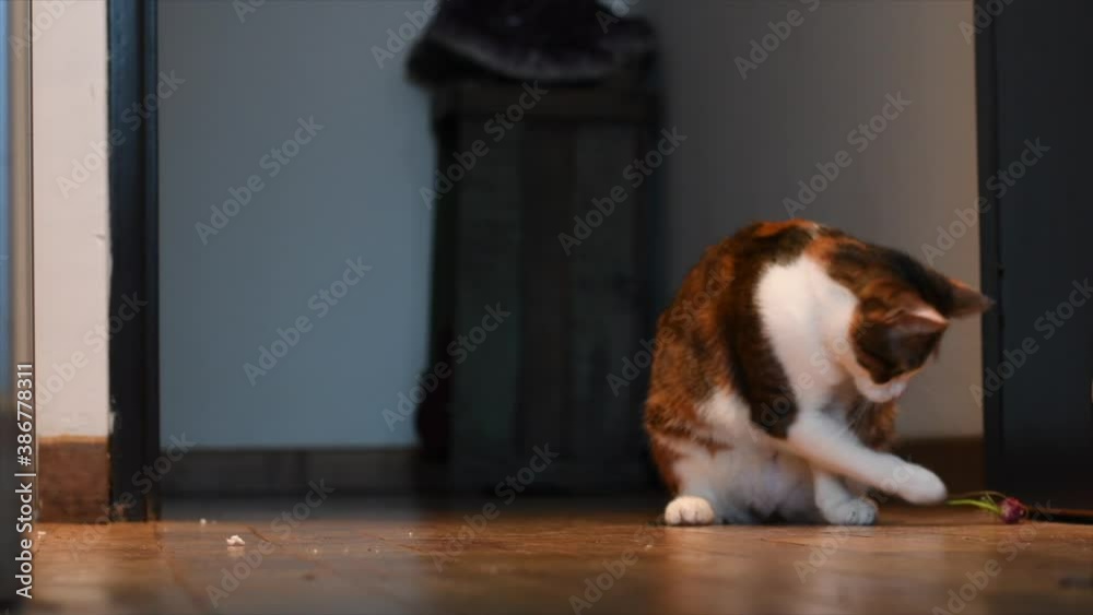 gato gata de tres colores mira fijo a cámara y juega con un vegetal rabanito sobre piso de madera  en la imagen hay espacio para texto
