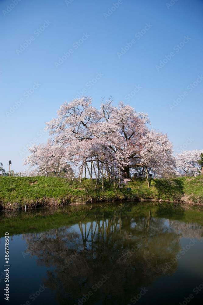 浅井の一本桜