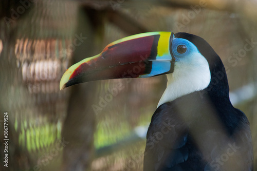 Tukan in Suriname Tropischer Spechtvogel
