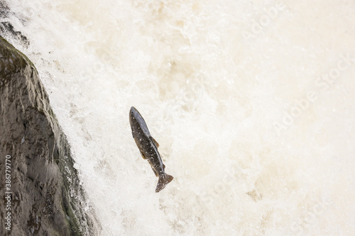 atlantic salmon, parr stage photo