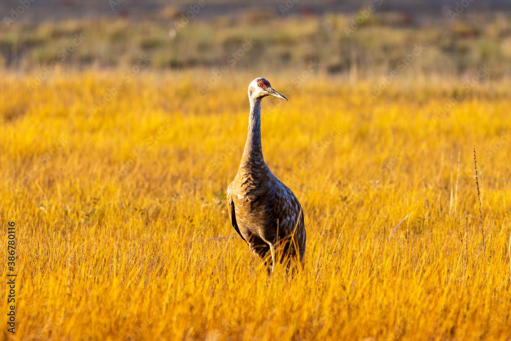 Close up portrait of sandhill crane surrounded by yellow and gold grass in meadow in autumn colors near Anchorage, Alaska. The standing bird is facing the camera.