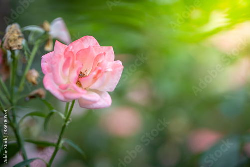 Roses in the garden