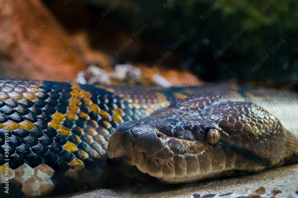 Serpiente Serpiente