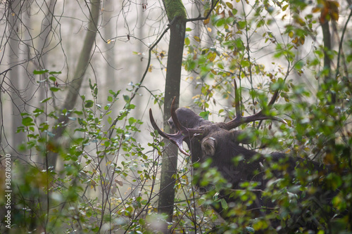 Fototapeta Naklejka Na Ścianę i Meble -  Łoś w w lesie