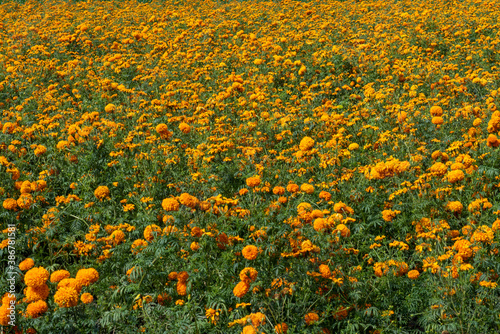 A cempasúchil flower field in Puebla photo