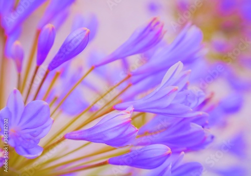 close up of purple flowers with blue leaves  beautiful  dreamy  soft focus  vintage  bokeh  gorgeous  amazing beauty  stunning