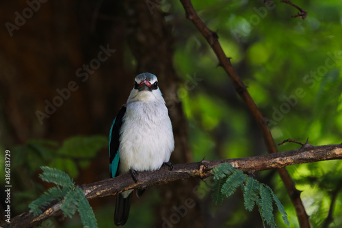Woodland Kingfisher Perched On Branch Looking (Halcyon senegalensis), Pretoria, South Africa
