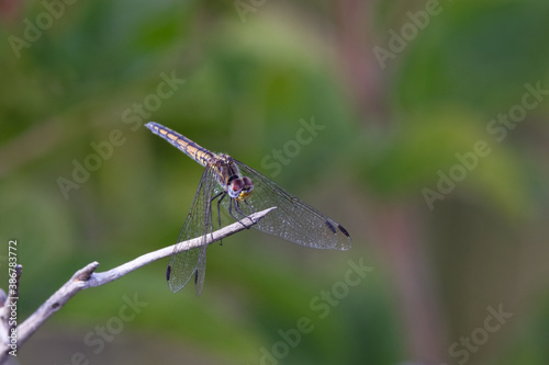 Female Navy Dropwing Dragonfly Perched On Stick (Trithemis furva), Roossenekal, South Africa