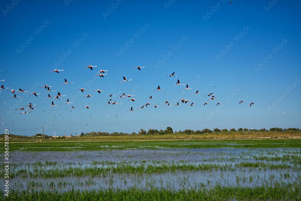 Delta del ebro, Flamencos Delta del ebro, Flamencos
