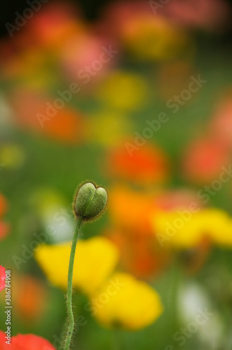 パステルカラーの大きな花を咲かせるポピー © IRCデータ・プロ・テクニカ
