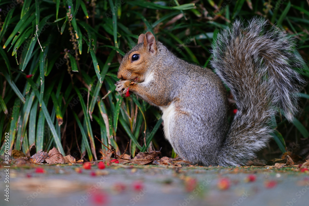 Fototapeta premium A furry Eastern gray squirrel (sciurus carolinensis) eating red berries in the fall