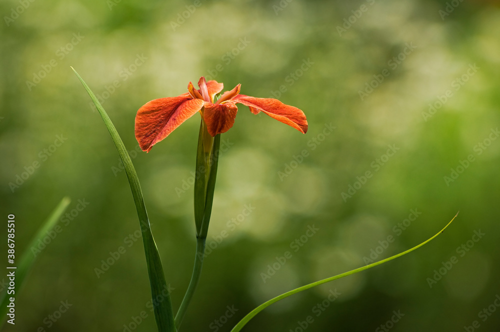 Fototapeta premium 初夏に赤茶色の花を咲かせるチャショウブ