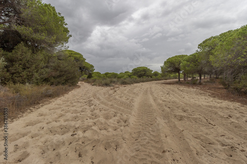 el parque nacional de doñana, en la provincia de Huelva, España. Naturaleza pura, con pinares, dunas, caminos de arena , vegetacion verde y animales de todas las clases