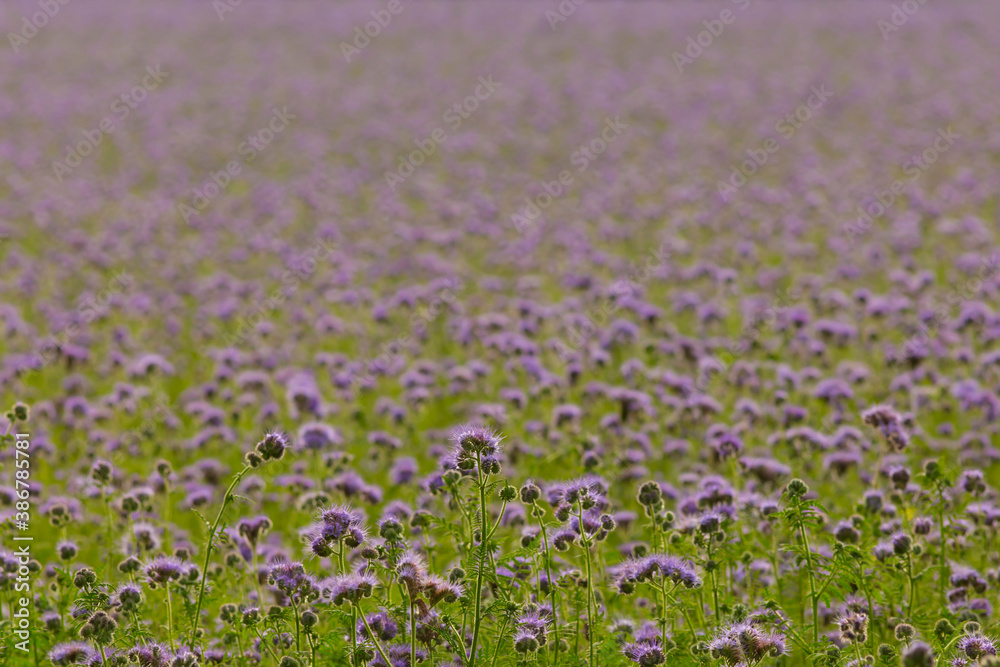 Viele lila Blüten Büschelschön in Schleswig-Holstein