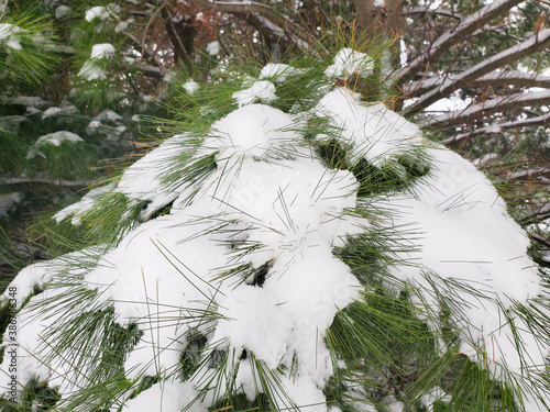 snow covered pine tree closeup