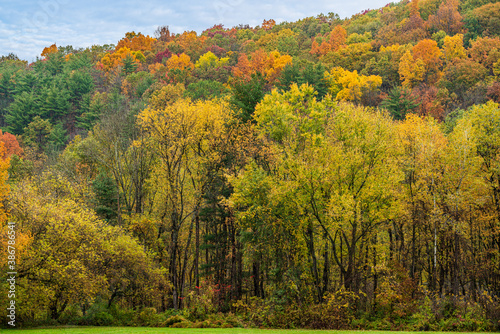 autumn in the forest