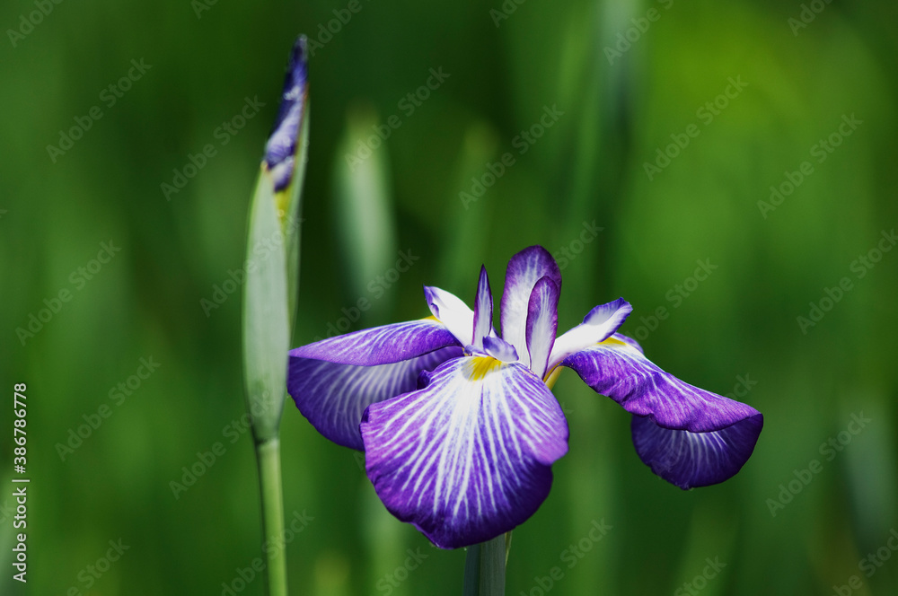 紫色の美しい花が咲く花菖蒲