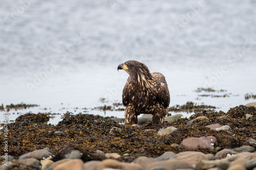 An immature bald eagle stands on the shoreline of a beach among seaweed picking at a dead fish. The wild animal is large with brown and black feathers. It has bright orange talons and a sharp beak.