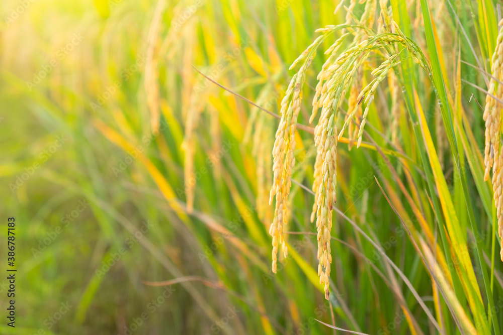 Ear of golden rice in the organic asian rice farm and agriculture.