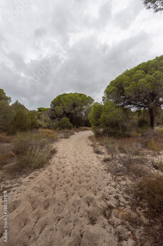 el parque nacional  de doñana, en la provincia de Huelva,  España. Naturaleza pura, con pinares, dunas, caminos de arena , vegetacion verde y animales de todas las clases