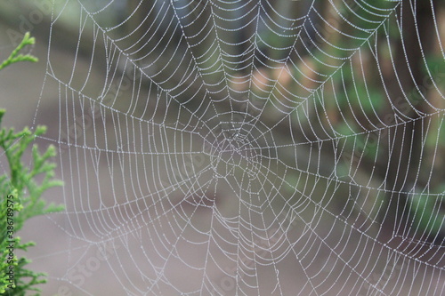Spider webs with dew