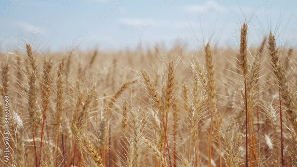wheat field with ears of corn and a grains background. concept agriculture harvesting eco farming lifestyle. golden farmland beautiful ears of wheat close-up wheat field with ears of corn and a grains background. concept agriculture harvesting eco farming lifestyle. golden farmland beautiful ears of wheat close-up