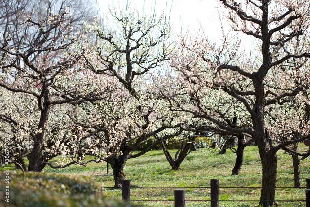 Obraz premium 大阪城梅林の梅