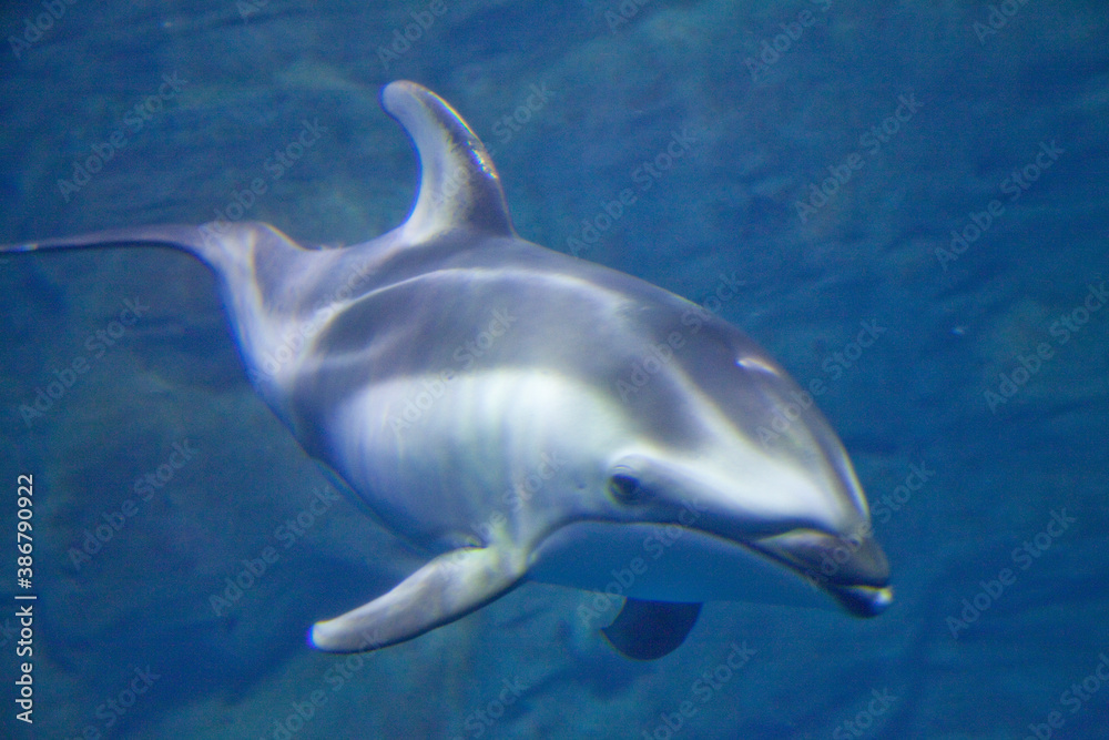 Obraz premium カマイルカ