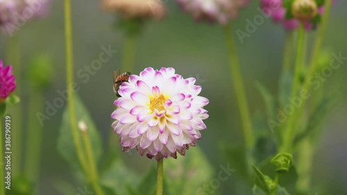 Flowers in Oregon photo