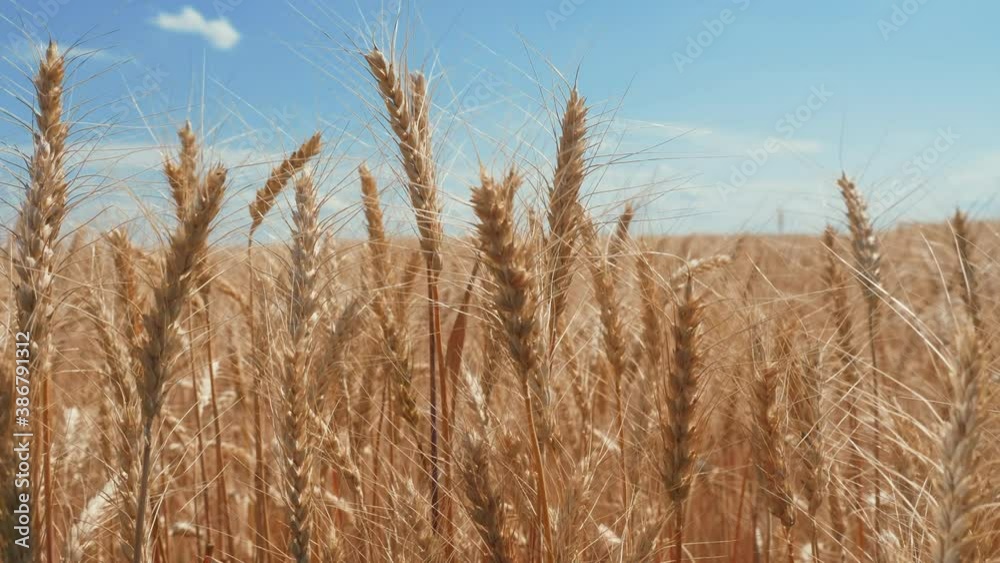 wheat field with ears of corn and grains a background. concept agriculture harvesting lifestyle eco farming. farmland golden beautiful ears of wheat close-up wheat field with ears of corn and grains a background. concept agriculture harvesting lifestyle eco farming. farmland golden beautiful ears of wheat close-up
