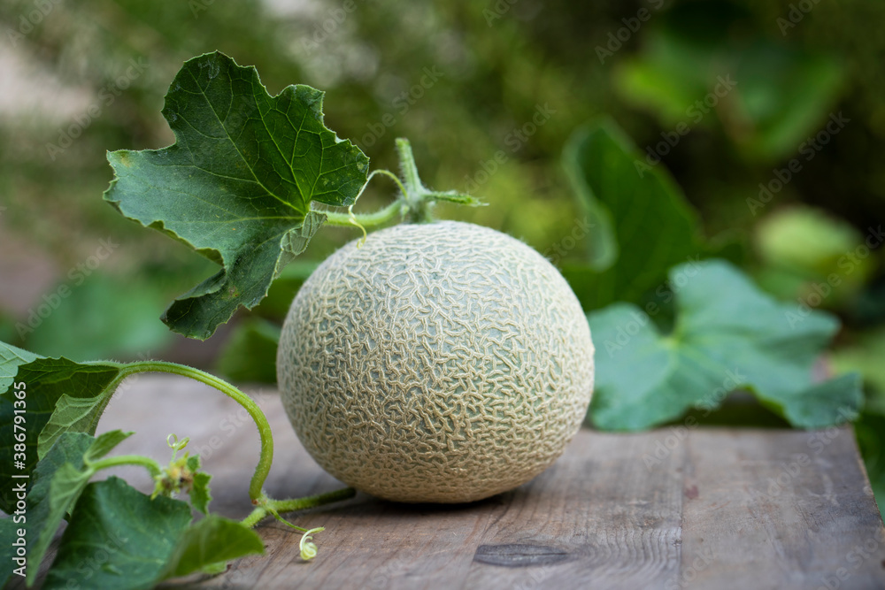 Fresh picked homegrown cantaloupe on the vine Stock Photo | Adobe Stock