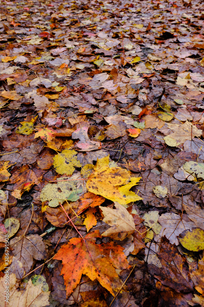 Orange and yellow leaves lay among decaying leaves in the forest