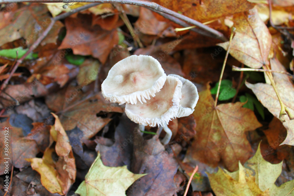 Mushroom white grebe in autumn forest close-up Mushroom white grebe in autumn forest close-up