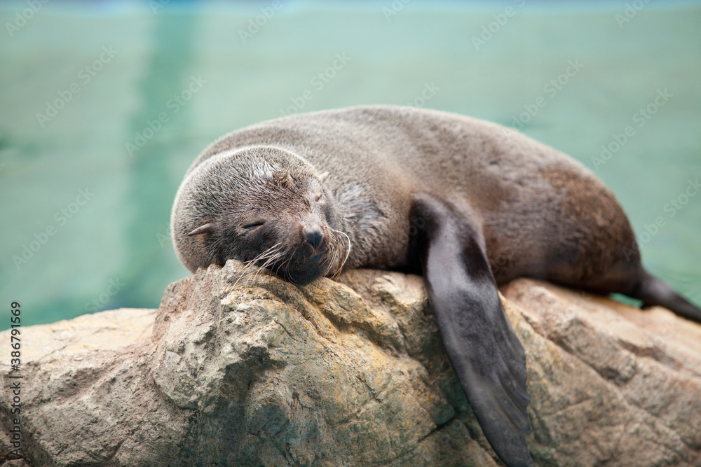 Fototapeta premium お休み中のミナミアメリカオットセイ