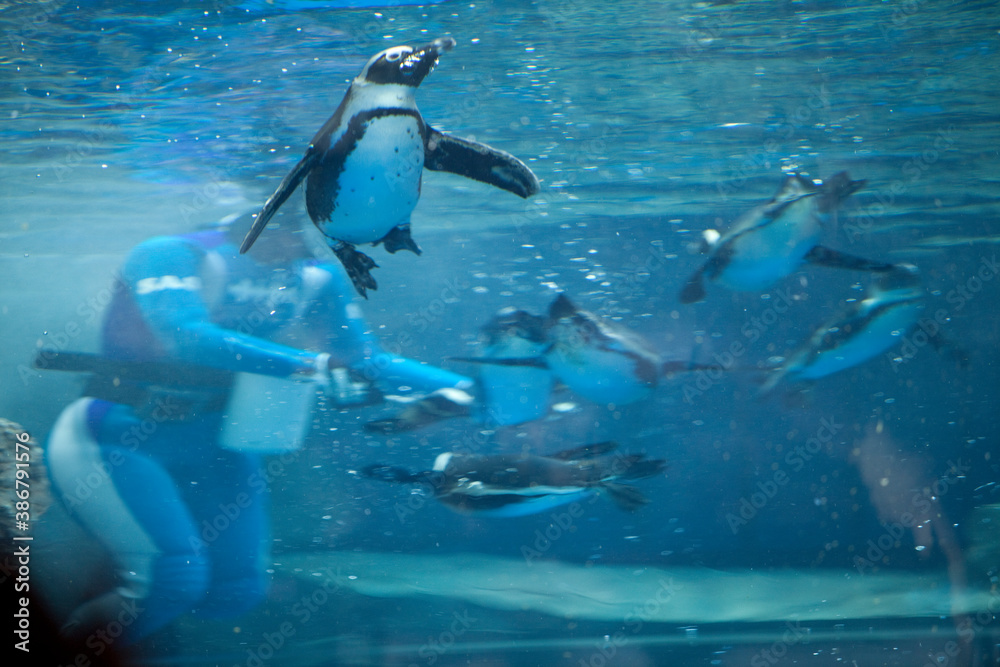 Obraz premium 泳ぐケープペンギン