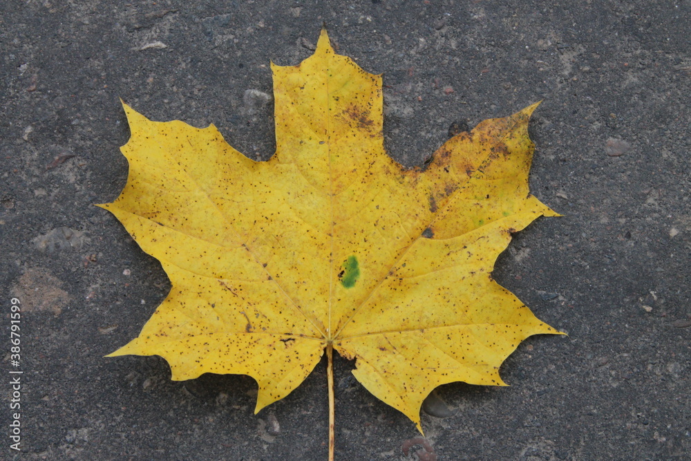 Yellow autumn maple leaf on the asphalt Yellow autumn maple leaf on the asphalt