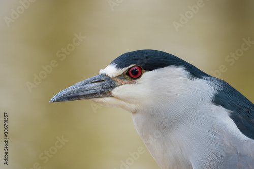 Close Savacu (Nycticorax nycticorax) photo