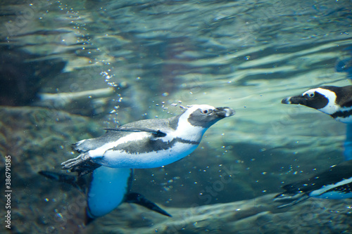 泳ぐケープペンギン