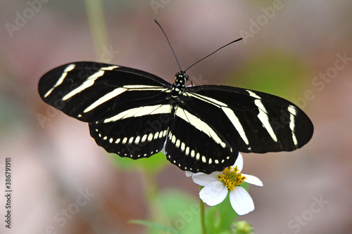 Zebra longwing butterfly