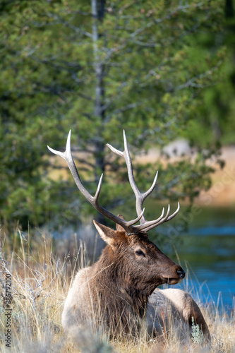 Bull elk resting by a river
