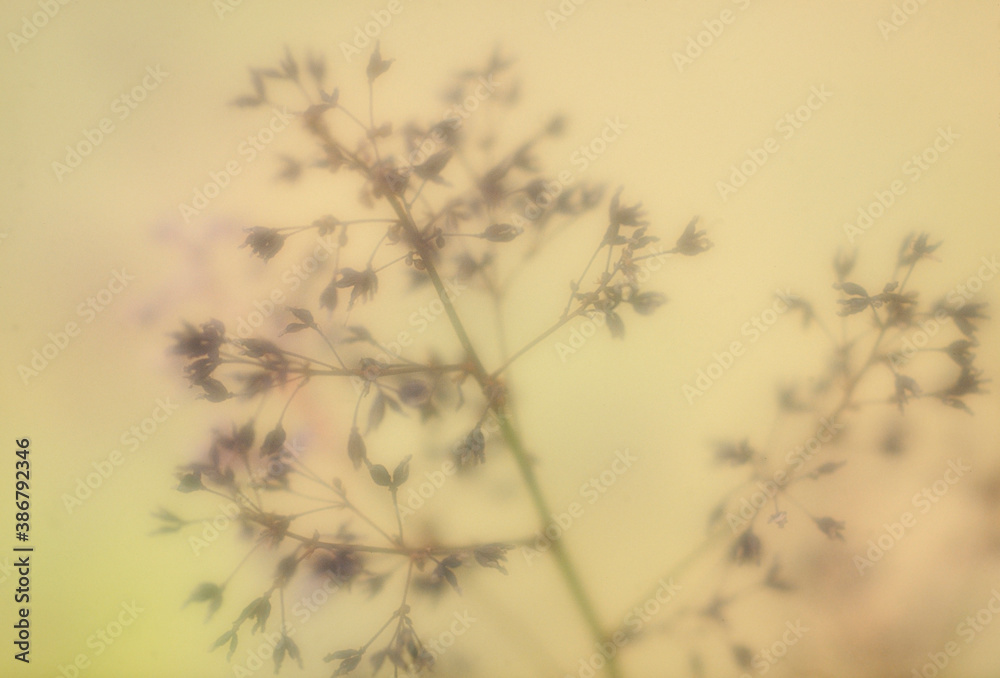 Obraz premium 花イメージ