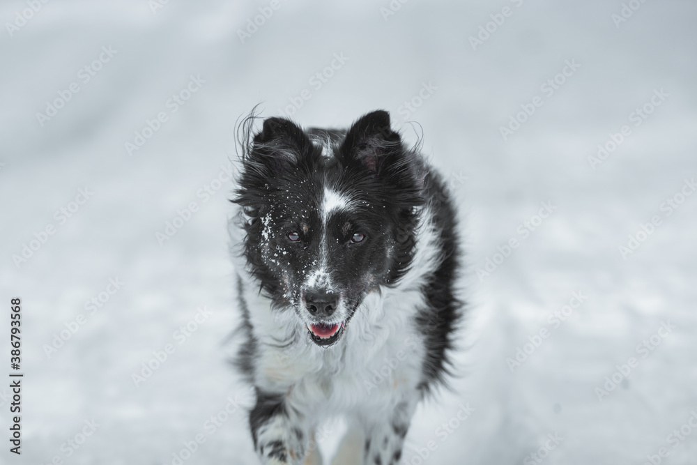 border collie in snow border collie in snow