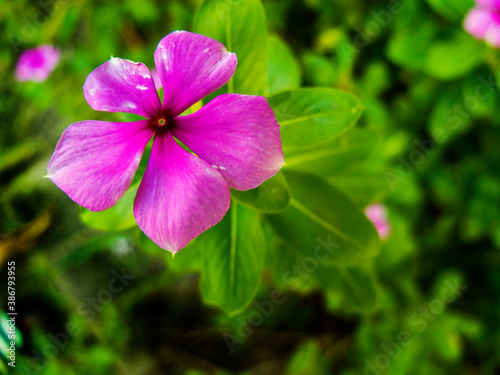 Small 5 Pedal Purple Flower with GReen Background