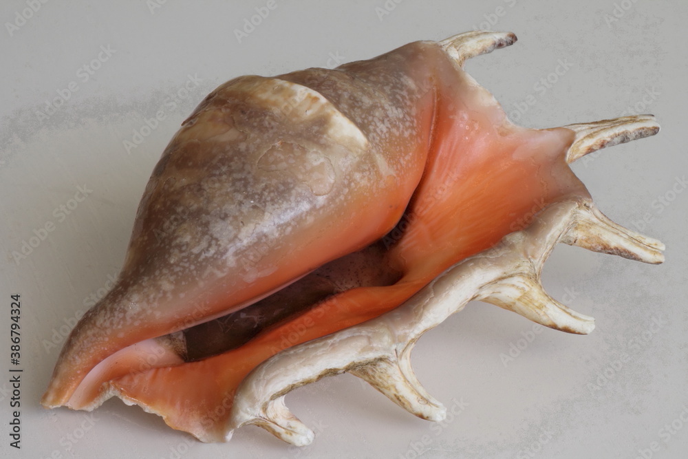 Sea shell