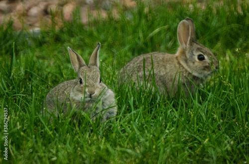 Two rabbits munching on some grass. © Benjamin M. Weilert