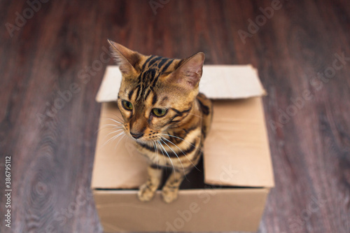 Young bengal kitty cat sitting inside of brown paper box