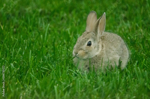 A baby bunny with grass in its mouth.
