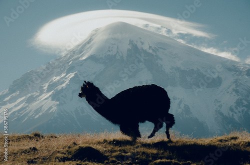 Sajama - Bolivia - Llama © Sheraldine.Ph